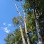 Photo of Lobo's Tree Service