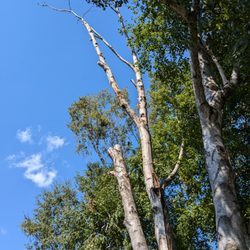 Lobo's Tree Service