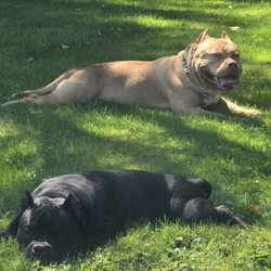 R&D K9 Country Kennels