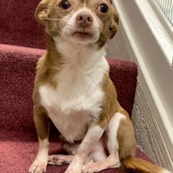 Padilla Holistic Massage - Pet friendly