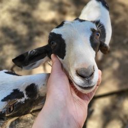 Jollity Farm Goat Dairy - Cute goats!