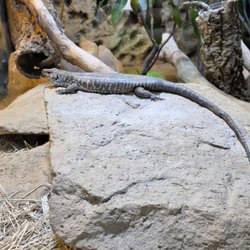 Reptilium