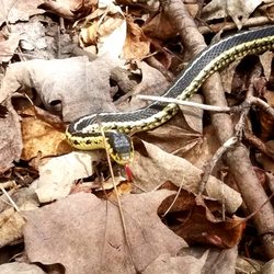 Lime Kiln Trail