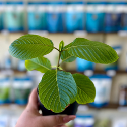 Etha Natural Botanicals