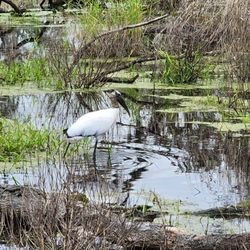 Myakka River State Park - Wood stork