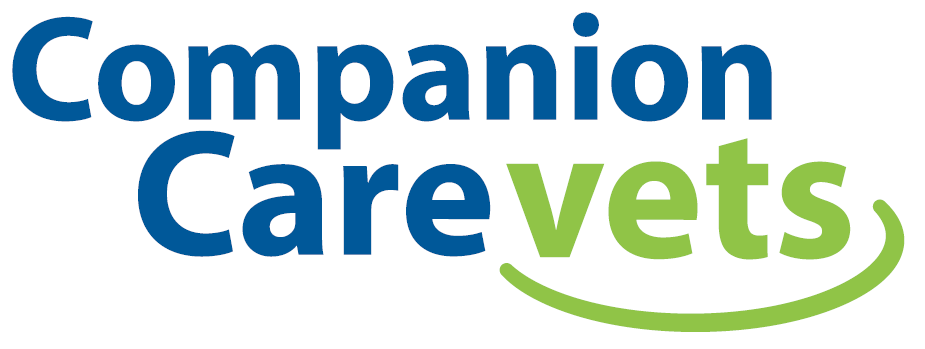 real baby monkeys for sale