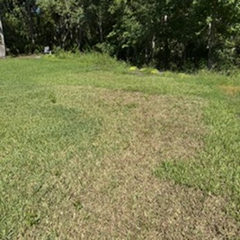 Fairway Lawns of Jacksonville - Bugs - Lawn Services Near Me - Jacksonville, Florida Fairway Lawns of Jacksonville - Bugs - Lawn Services Near Me - Jacksonville, Florida