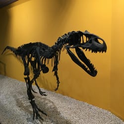Museo de las Ciencias Naturales - Réplica de un esqueleto de dinosaurio del mesozoico