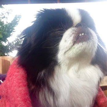 Pet Sitters Of Naples - Little Buki basking in our love in Portland. Thank you, Lanelle, for caring for him like your own when he was in need! - Dog Walkers Near Me - Naples, Florida Pet Sitters Of Naples - Little Buki basking in our love in Portland. Thank you, Lanelle, for caring for him like your own when he was in need! - Dog Walkers Near Me - Naples, Florida