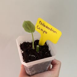 Brooklyn Horticulture Studio