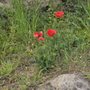 Photo of Essex Farm Cemetery