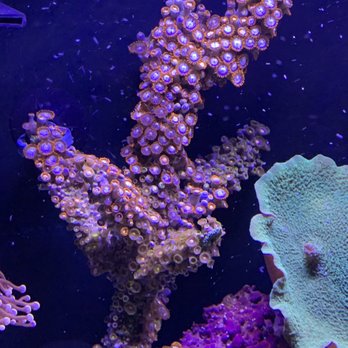 Cali Kid Corals - Local Fish Stores Near Me - La Habra, California Cali Kid Corals - Local Fish Stores Near Me - La Habra, California