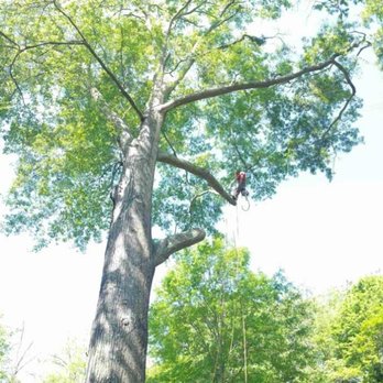 Boss Tree Service - Tree Services Near Me - Newnan, Georgia Boss Tree Service - Tree Services Near Me - Newnan, Georgia