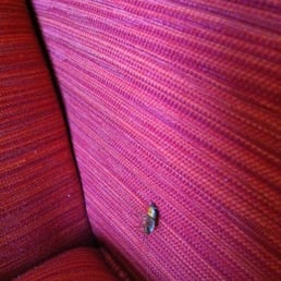Roaches in the room (12/3/12) Roaches in the room (12/3/12)