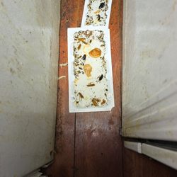 Rodent Proof