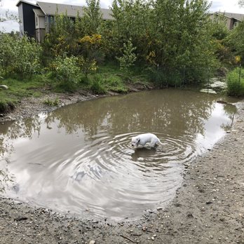 Grandview Off Leash Park - Cooling off in the off leash pond - Dog Parks Near Me - SeaTac, Washington