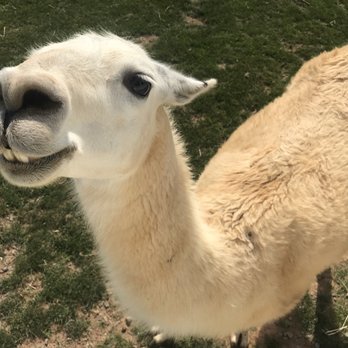 Nova Wild - Smile - Petting Zoos Near Me - Vienna, Virginia
