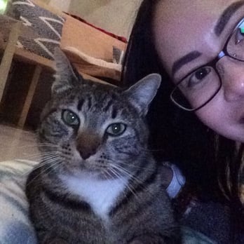 KitTea - I'm in cat heaven!!! - Pet Adoption Near Me - San Francisco, California