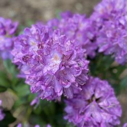 Lovely spring flowers