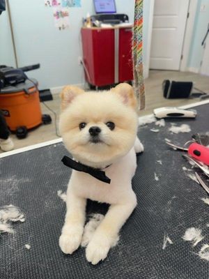Best dog grooming! 🐾 - Best dog grooming in diamond bar! Best dog grooming! 🐾 - Best dog grooming in diamond bar!