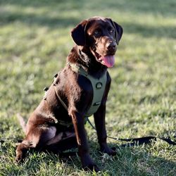 Level Up Canines - Koda
