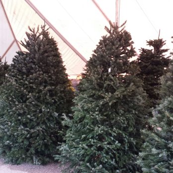 Buckelew Farms Christmas Trees - Fresh trees - Christmas Trees Near Me - Vail, Arizona