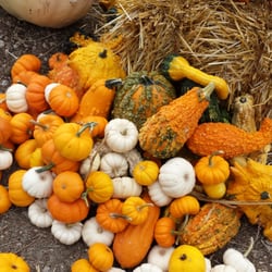 Jordan's Pumpkin Patch & Christmas Tree Lot - Tons of mini pumpkins and gourds.