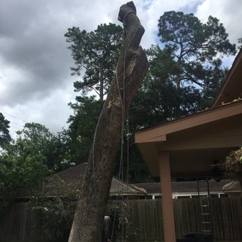 Chavez Trees - Canopy safely removed and on to the difficult task of the heavy trunk - Tree Services Near Me - Houston, Texas
