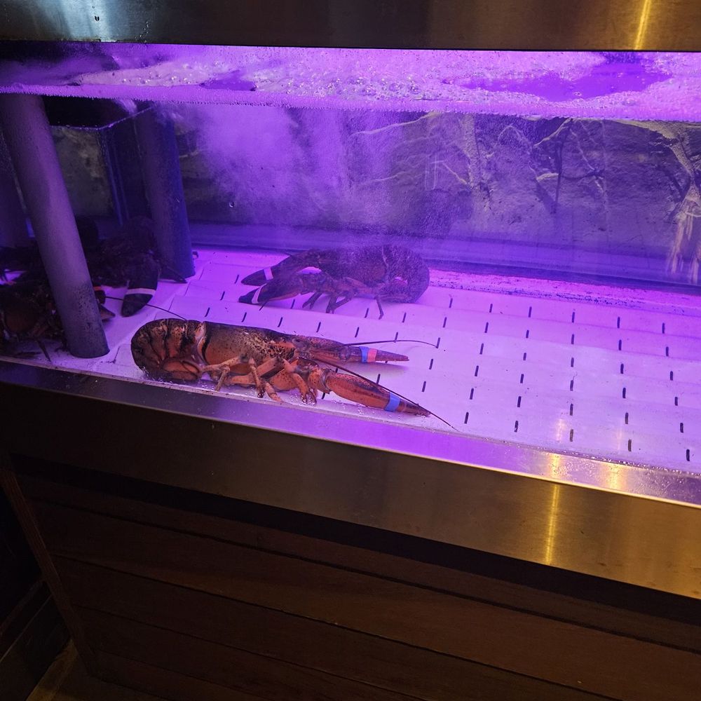 Red Lobster - Few lobsters in tank - Seafood Near Me - Matthews, North Carolina Red Lobster - Few lobsters in tank - Seafood Near Me - Matthews, North Carolina