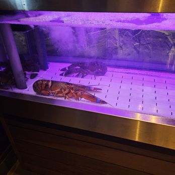 Red Lobster - Few lobsters in tank - Seafood Near Me - Matthews, North Carolina
