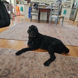 Claiborne Animal Clinic - Mia