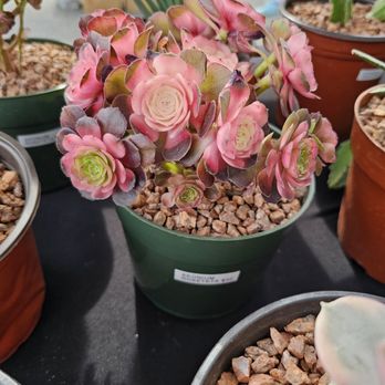 Pasadena City College Flea Market - Plant for sale. 6/1/2025 - Flea Markets Near Me - Pasadena, California Pasadena City College Flea Market - Plant for sale. 6/1/2025 - Flea Markets Near Me - Pasadena, California