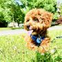 West Side Pet Clinic