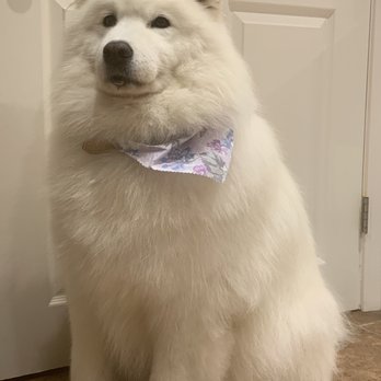 Petco - Peeka, our 9 year old Samoyed freshly groomed - Pet Training Near Me - Natick, Massachusetts