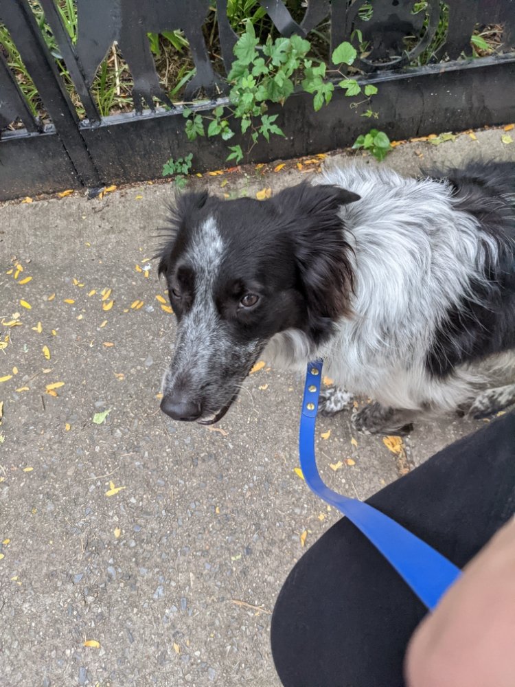 TRUE BOND DOG TRAINING New York, New York Pet Training Phone