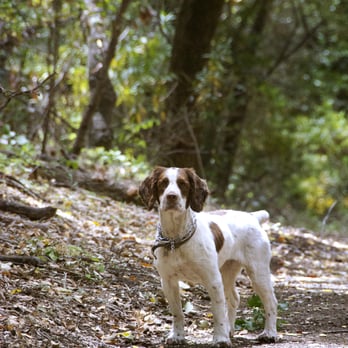 KikiWalksDogs - Lola ~ Los Altos hills - Pet Sitting Near Me KikiWalksDogs - Lola ~ Los Altos hills - Pet Sitting Near Me