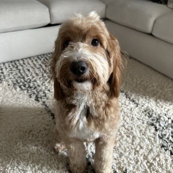 Furtastic Grooming - Pet Groomers Near Me - Albuquerque, New Mexico