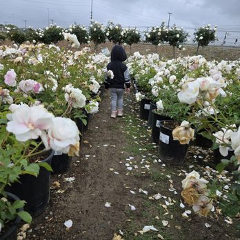 Garden View Nursery - She had the best view - Nurseries & Gardening Near Me - Irwindale, California Garden View Nursery - She had the best view - Nurseries & Gardening Near Me - Irwindale, California