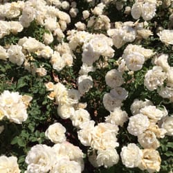 Reid Park Rose Garden