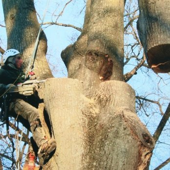Orrison's Tree Service - a man cutting a tree - Tree Services Near Me Orrison's Tree Service - a man cutting a tree - Tree Services Near Me