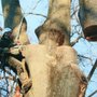 Photo of Orrison's Tree Service