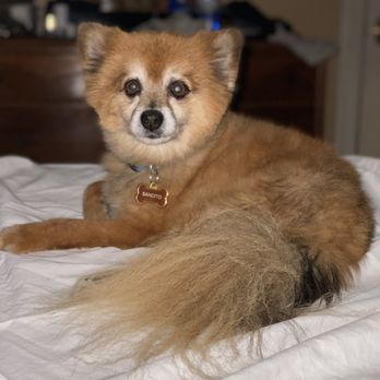 Poochie's Pet Club - Bandit a.k.a Bandito - Pet Groomers Near Me - Visalia, California Poochie's Pet Club - Bandit a.k.a Bandito - Pet Groomers Near Me - Visalia, California