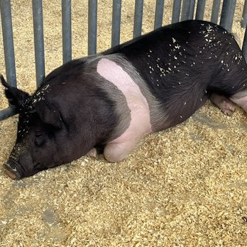Missouri State Fair - Festivals Near Me - Sedalia, Missouri Missouri State Fair - Festivals Near Me - Sedalia, Missouri