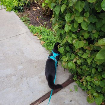 Britta's Animal Training - Carmen on a walk - Pet Training Near Me