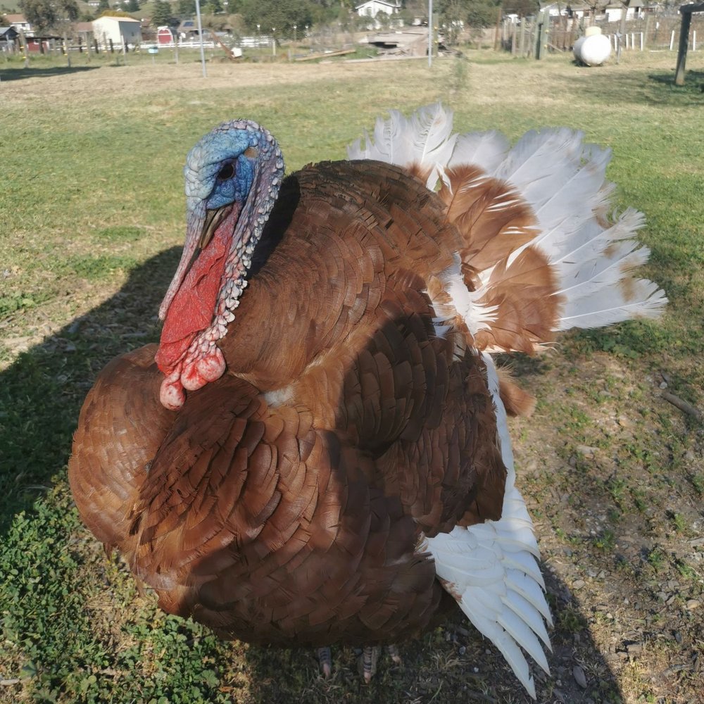 Back-to-Eden Ranch - very sweet turkey - Attraction Farms Near Me - Gilroy, California Back-to-Eden Ranch - very sweet turkey - Attraction Farms Near Me - Gilroy, California