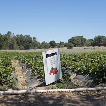 Granny Mays Strawberry Farm - berry varieties are marked - Pick Your Own Farms Near Me - Granite Bay, California Granny Mays Strawberry Farm - berry varieties are marked - Pick Your Own Farms Near Me - Granite Bay, California