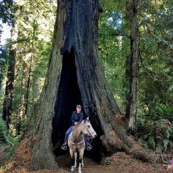 Redwood Creek Buckarettes - Horseback Riding Near Me - Orick, California Redwood Creek Buckarettes - Horseback Riding Near Me - Orick, California
