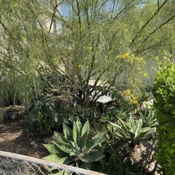 LJ’S Landscaping - Before- overgrowth