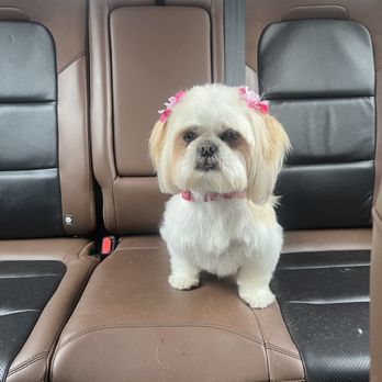 Benny's Pooch Pawler - Mia, my new addition to the family looking like a beautiful doll - Pet Groomers Near Me - San Fernando, California