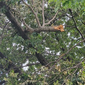 Curious Joe Tree Service - Tree Services Near Me - Florissant, Missouri